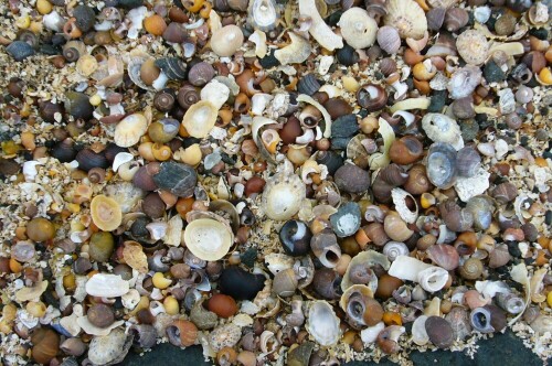 muscheln und schneckengehause am strand 5114