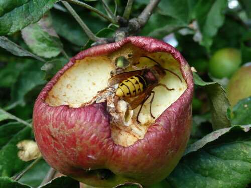 Die Äpfel in der Nähe des Hornissennestes sind offensichtlich bei den Tieren sehr beliebt.

Aufnameort: Röddelin in der Uckermark
Kamera: Panasonic, DMC-TZ2