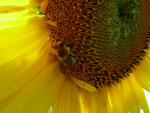 In dem riesigen Sonnenblumenfeld am Dorfrand war das ständige Summen der Bienen zu hören. Guter Bio-Honig kommt dann aus der Uckermark.

Aufnameort: Röddelin in der Uckermark
Kamera: Panasonic, DMC-TZ2