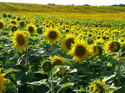 Bio-Honig und Sonnenblumenöl kommt aus der Uckermark in Brandenburg.

Aufnameort: Röddelin in der Uckermark
Kamera: Panasonic, DMC-TZ2