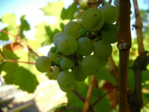 Süß schmecken sie schon, die ersten Weintrauben frisch vom Rebstock am letzten Augustsamstag dieses Jahres

Aufnameort: Weinberg bei Schriesheim
Kamera: Canon Ixus 950 IS