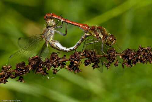 

Aufnameort: DEU, BW, Markgröningen, Glemstal
Kamera: Nikon D200, Sigma APO-Macro 180/3,5D