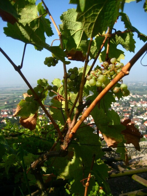 Am letzten Augustwochenende tanken die Weintrauben Wärme und Süße

Aufnameort: Weinberg bei Schriesheim
Kamera: Canon Ixus 950 IS