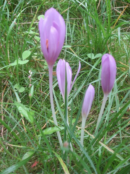 <p>Vor einigen Tagen entdeckte ich die ersten auf einer Waldwiese. Herbstzeitlosen.
Ein bisschen wehmütig stimmen sie schon, oder?</p>
<p>Siehe auch mein Blogeintrag dazu: http://elpagi.blog.de/2008/09/01/wehmut-noe-eigentlich-4666218 </p>

Aufnameort: Waldwiese im Odenwald
Kamera: Canon Ixus 950 IS