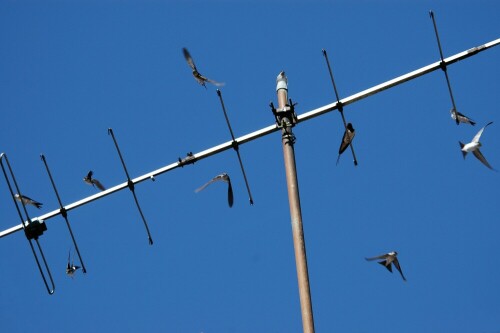 Schwalben in Flugsituationen

Aufnameort: Weidenbach-Triesdorf
Kamera: Nikon D70