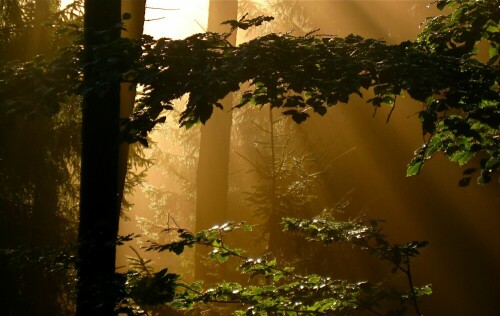 Nach dem Regen und Nebel von der Morgensonne überrascht

Aufnameort: Wald in Schriesheim
Kamera: Canon Ixus 950 IS