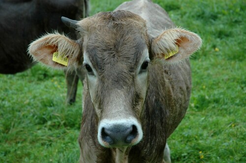 Das Einhorn aus den Märchen?

Aufnameort: im Ammertal
Kamera: Nikon D 70