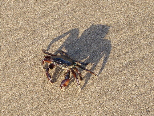 

Aufnameort: Playa Los Pocillos, Puerto del Carmen, Lanzarote
Kamera: Olympus Digital