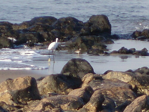 

Aufnameort: Playa Los Pocillos, Puerto del Carmen, Lanzarote
