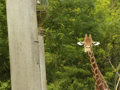 giraffe-leon-prowo09-3614.jpeg