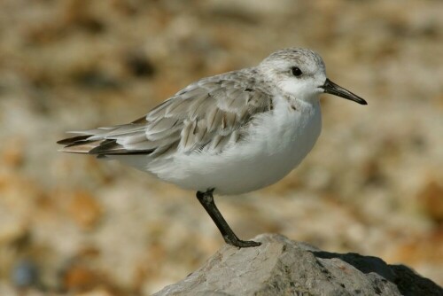 sanderling-schlichtkleid-18256.jpeg