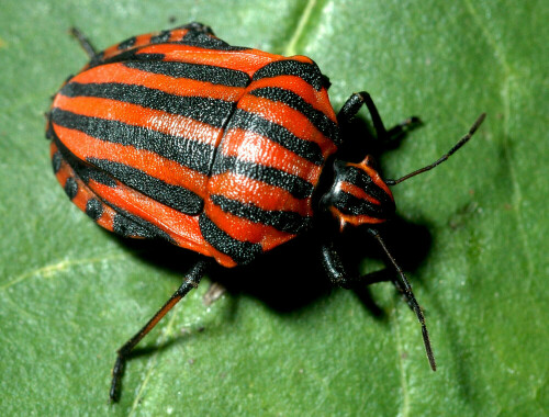 streifenwanze-graphosoma-lineatum-11361.jpeg