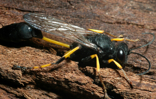 Sceliphron spirifex besitzt im Gegensatz zu verwandten Arten keine gelben Flecken am Thorax. Die Art ist im Mittelmeergebiet verbreitet und zum Teil häufig.

Aufnameort: Mallorca, Albufeira
Kamera: Nikon D300