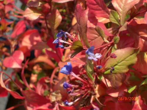 Das Laub ist schon rot aber die Blüten sind noch nicht verwelkt.

Aufnameort: Gartenterrasse
Kamera: Casio EX-Z 1050