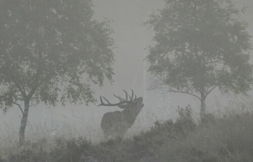 hirschbrunft-im-morgennebel-2171.jpeg