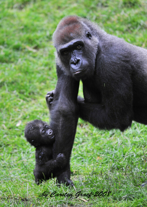 

Aufnameort: Zoo Hannover 2008
