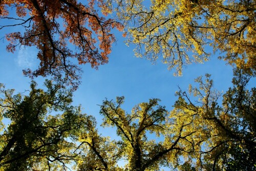 Herbstliche Färbung der Linden

Aufnameort: Triesdorf
Kamera: Nikon D 70