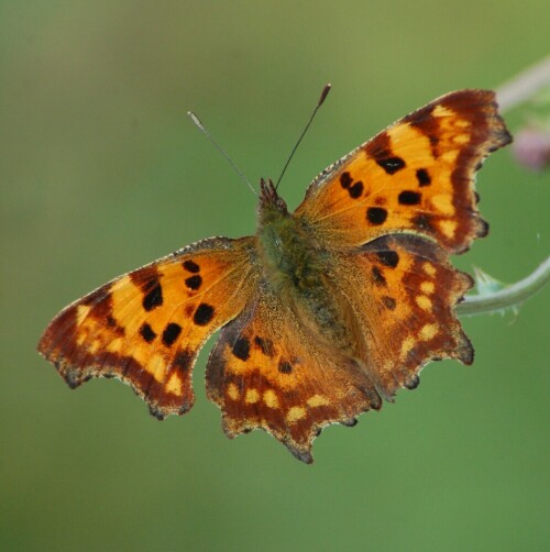 Ein C-Falter  Polygonia C-album sitzt auf einer Blüte.

Aufnameort: Am Uferstreifen der Iller bei Vöhringen / Bayern
Kamera: Nikon D 50