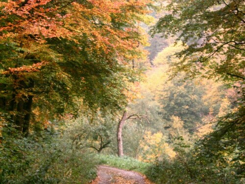 

Aufnameort: Wald in Schriesheim
Kamera: Cannon Ixus 950 IS