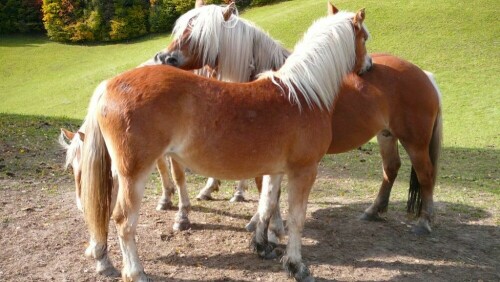 haflinger-pferde-2279.jpeg