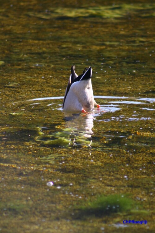 kopfchen-unters-wasser-schwanzchen-in-die-hoh-4660.jpeg