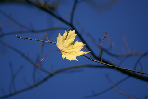 

Aufnameort: Kirchheimbolanden
Kamera: SONY Alpha 100