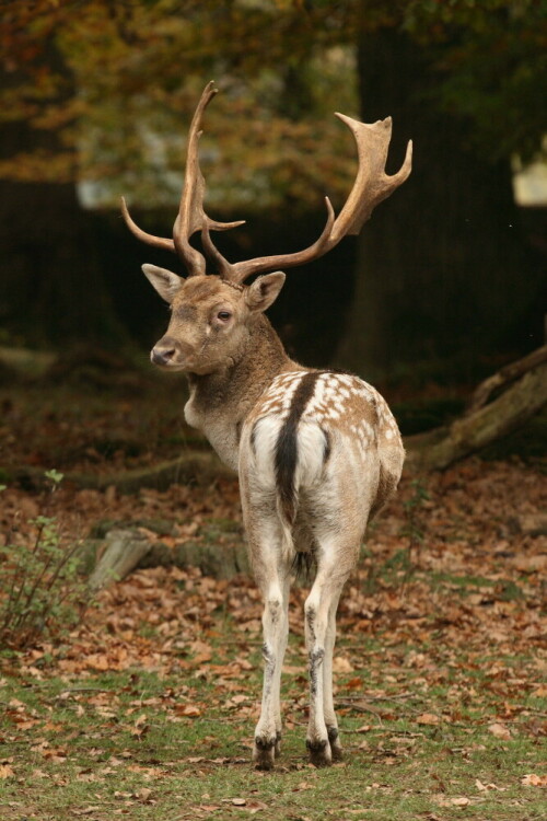 Während der Brunftzeit aufgenommen.

Aufnameort: Tiergarten Weilburg
Kamera: Canon EOS 400D