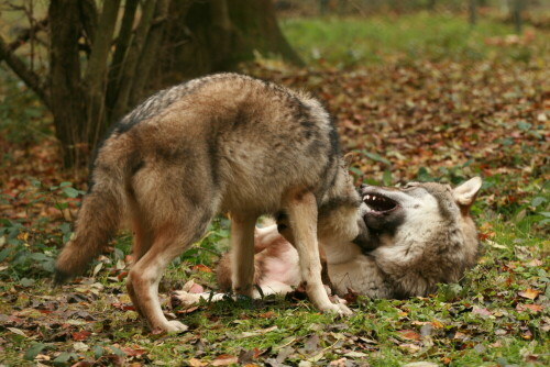 Die jungen Wölfe sind im Gegensatz zu den Altwölfen nicht sonderlich scheu

Aufnameort: Tiergarten Weilburg
Kamera: Canon EOS 400D