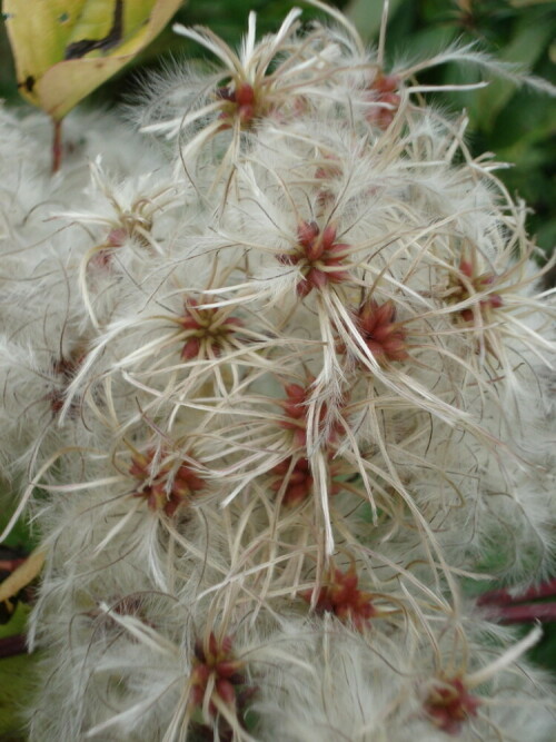 Herbstliche Kletterpflanze

Aufnameort: Wegrand
Kamera: Sony Cybershot 6.0