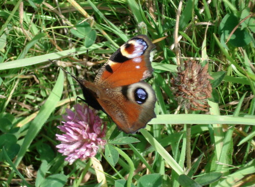 Schmetterling, Tagpfauenauge

Aufnameort: Wiese
Kamera: Sony Cybershot 6.0