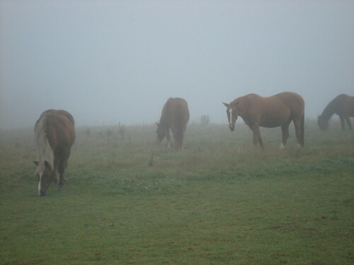 pferde-im-morgennebel-2452.jpeg