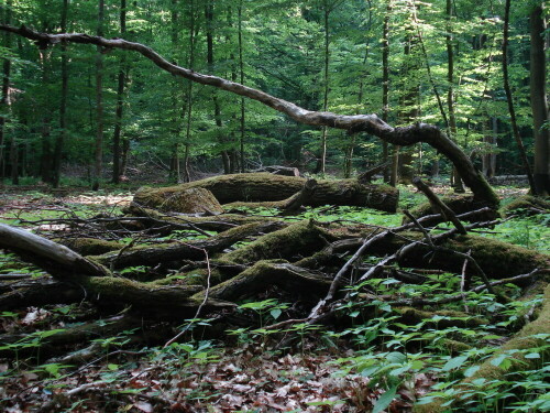 Alter bemooster Holzhaufen

Aufnameort: Im Wolfenhäuser Wald
Kamera: Sony Cybershot 6.0