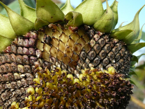 Im Spätherbst lässt mein Vater in seinem Garten immer eine Sonnenblume für die Vögel übrig, die regen Gebrauch davon machen.

Aufnameort: Neubrandenburg
Kamera: Panasonic, DMC-TZ2