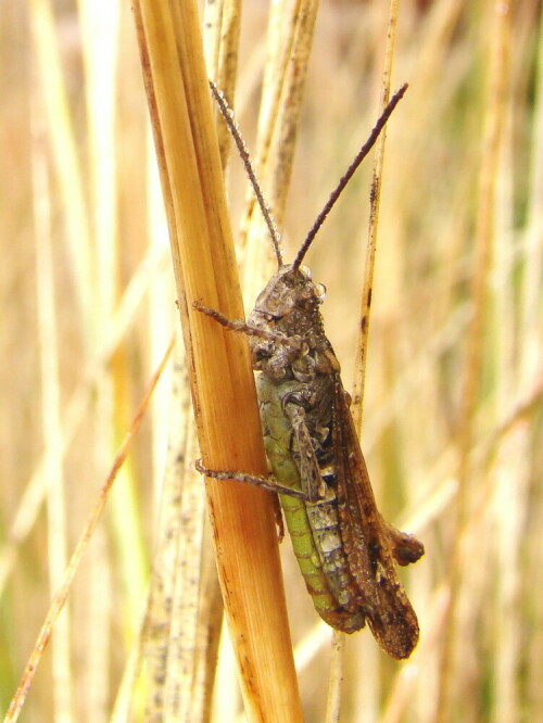 Bei einem schönen Spaziergang auf dem Stuttgarter Killesberg gelang meiner Freundin Ute dieses Bild. Ich war so begeistert, dass ich sie fragte, ob ich es in Natur und Kosmos hochladen darf und sie bejahte dies. Mein Dank an Ute.

Aufnameort: Stuttgart, Killesberg
Kamera: Sony DSC H 7