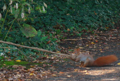 Das kleine Eichhörnchen kämpfte schwer darum, die alte Strumpfhose sein eigen zu nennen. Dank an Ute.

Aufnameort: Killesberg Stuttgart
Kamera: Sony DSC H 7