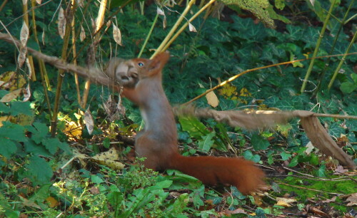 Ob das Eichhörnchen die Strumpfhose bekam oder nicht, wir werden es wohl nie herausbekommen.

Aufnameort: Killesberg Stuttgart
Kamera: Sony DSC H 7