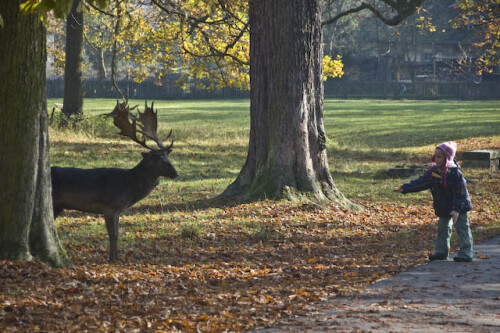 Im Favorite-Park in Ludwigsburg versucht ein Kind einen Damhirsch aus der Hand zu füttern.

Aufnameort: DEU, BW, Ludwigsburg, Favoritepark
Kamera: Nikon D70, Nikkor 18-200