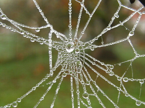 Spinnennetz mit Tautropfen aus Eis

Aufnameort: Rubenheim, Saarland
Kamera: canon ixus70