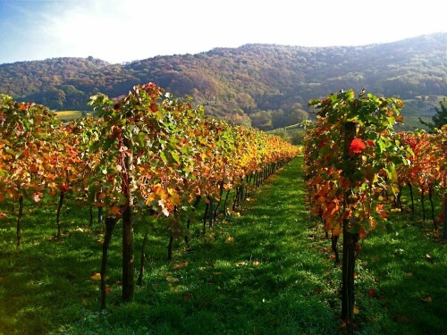 Die letzten Tage, bevor das Laub sich verabschiedet

Aufnameort: Weinberge an der Bergstraße
Kamera: Cannon Ixus 950 IS