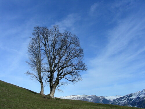 Baumgruppe auf 1500 M.ü.M., Spätherbst

Aufnameort: oberhalb Braunwald / Glarus / Schweiz
