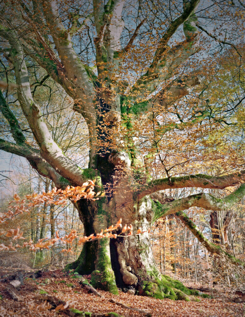 

Aufnameort: Oberhalb des Bärensees im Glemswald
Kamera: Yashica FX-D, Bj. 1980