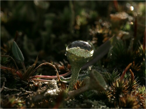 Wie ein kleines Aquarium mit Anemonen wirkte diese kleine Flechte mit dem Wassertropfen. Dafür lag ich flach auf dem Boden, so klein ist diese Pflanze.

Aufnameort: Schwindebeck in der Heide, November 2008
Kamera: Sony Alpha 700, Sigma Makro 105 mm