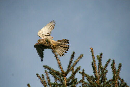 Abflug

Aufnameort: Georgsmarienhütte
Kamera: Canon EOS 30 D