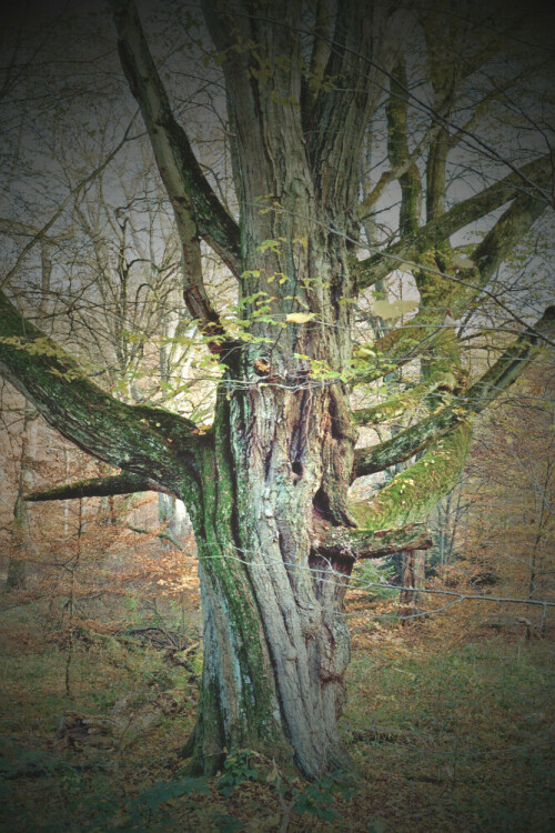 

Aufnameort: Am Bärensträssle im Glemswald, Stammumfang über 3 Meter!
Kamera: Yashica FX-D, Bj. 1980