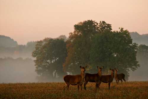 Eine Übernachtung im Elsass, verleitete mich am Morgen mit dem Sonnenaufgang aufzustehen. Ich wollte mal zu schauen, wie der Morgen in den Feldern des Elsass aussieht. 
Ich hatte Glück, als ich auf einer Durchfahrt zu einer Wiese ging, stand ich 7 Hirschkühen genüber. Ich bewegte mich sehr langsam, was zur Folge hatte, dass die Tiere ihren Beschäfftigungen, äsen und sich das Fell jucken, gelassen weiter nachgingen.

Aufnameort: Elsass
Kamera: EOS Mark II N