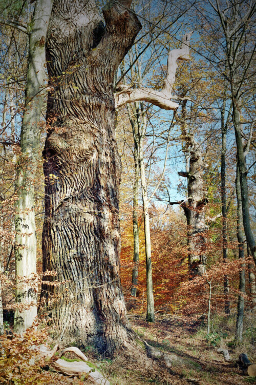 Etwa 400 Jahre alte Stieleiche mit mächtigem 6-Meter-Stamm

Aufnameort: Am Bärensee im Stuttgarter Rotwildpark
Kamera: Yashica FX-D, Bj. 1980