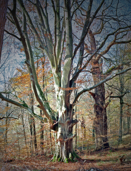 Markante Buche und Eiche

Aufnameort: Im Glemswald über dem Bärensee
Kamera: Yashica FX-D, Bj. 1980