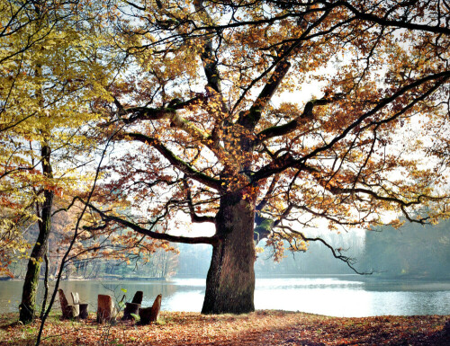 Einer der schönsten Plätze, die man sich vorstellen kann, liegt unter der alten Eiche an der Halbinsel des Pfaffensees

Aufnameort: Im Stuttgarter Rotwildpark
Kamera: Yashica FX-D, Bj. 1980