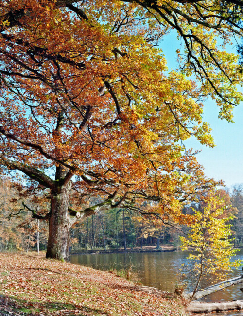 Eiche an der kleinen Halbinsel im Pfaffensee

Aufnameort: Pfaffensee im Stuttgarter Rotwildpark
Kamera: Yashica FX-D, Bj. 1980