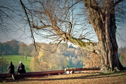 Eindrucksvoller Altbaum über dem Bärensee

Aufnameort: Am Bärenschlössle im Stuttgarter Rotwildpark
Kamera: Yashica FX-D, Bj. 1980